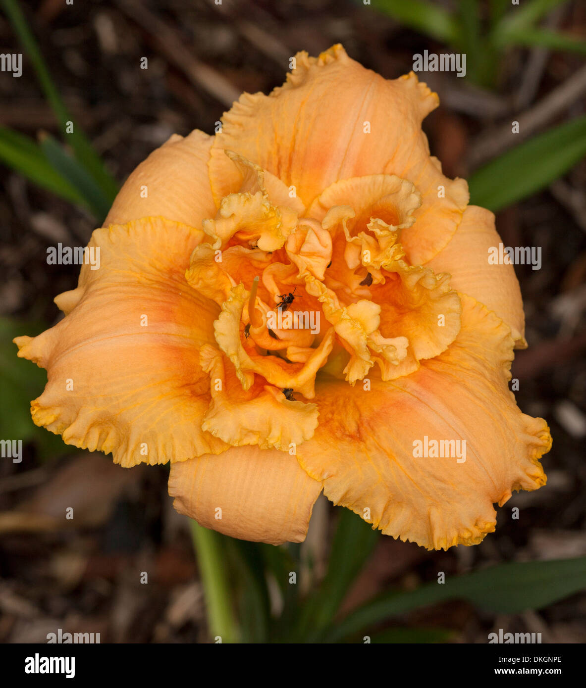 Spectacular perfumed apricot / orange double daylily flower with frilly edged petals - Hemerocallis 'Jerry Pate Williams' Stock Photo