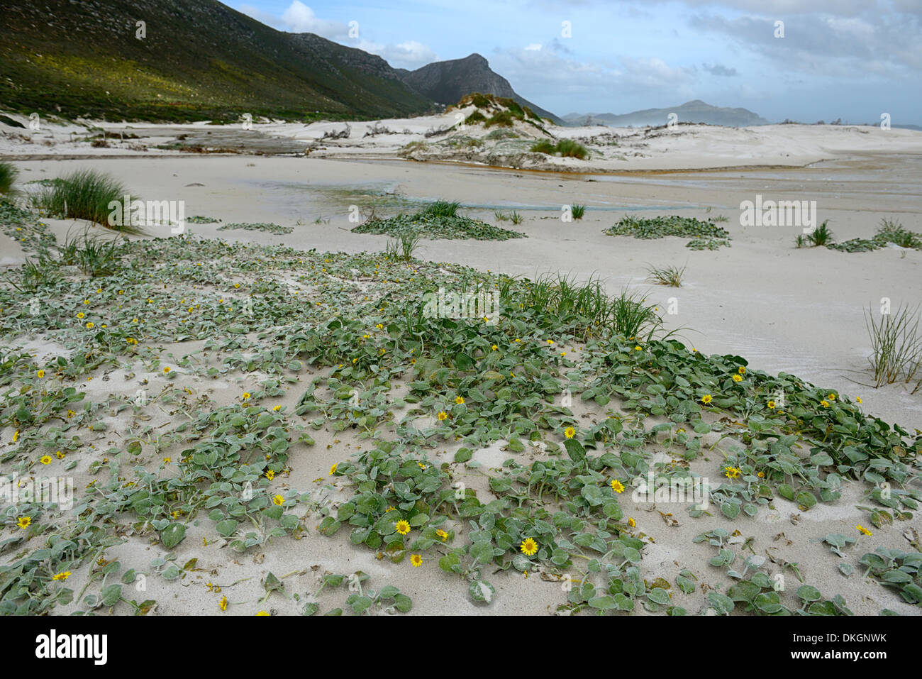 Witsands beach and cliffs near scarborough Cape Peninsula beach coast coastal pristine dunes dune nature reserve cape town Stock Photo