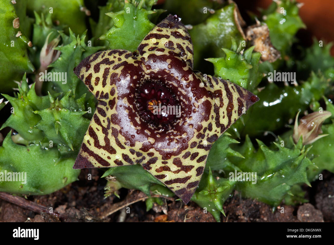 Unusual brown and yellow spotted flower and green stems of Huernia zebrina - a succulent plant species Stock Photo