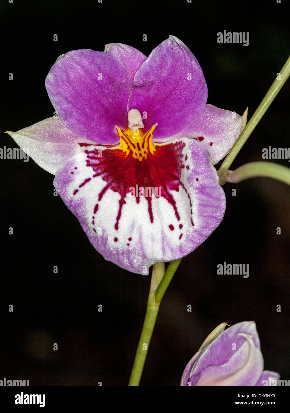 Spectacular purple and white flower of pansy orchid Miltoniopsis 'In The Pink' 'Voluptuous' against dark background Stock Photo