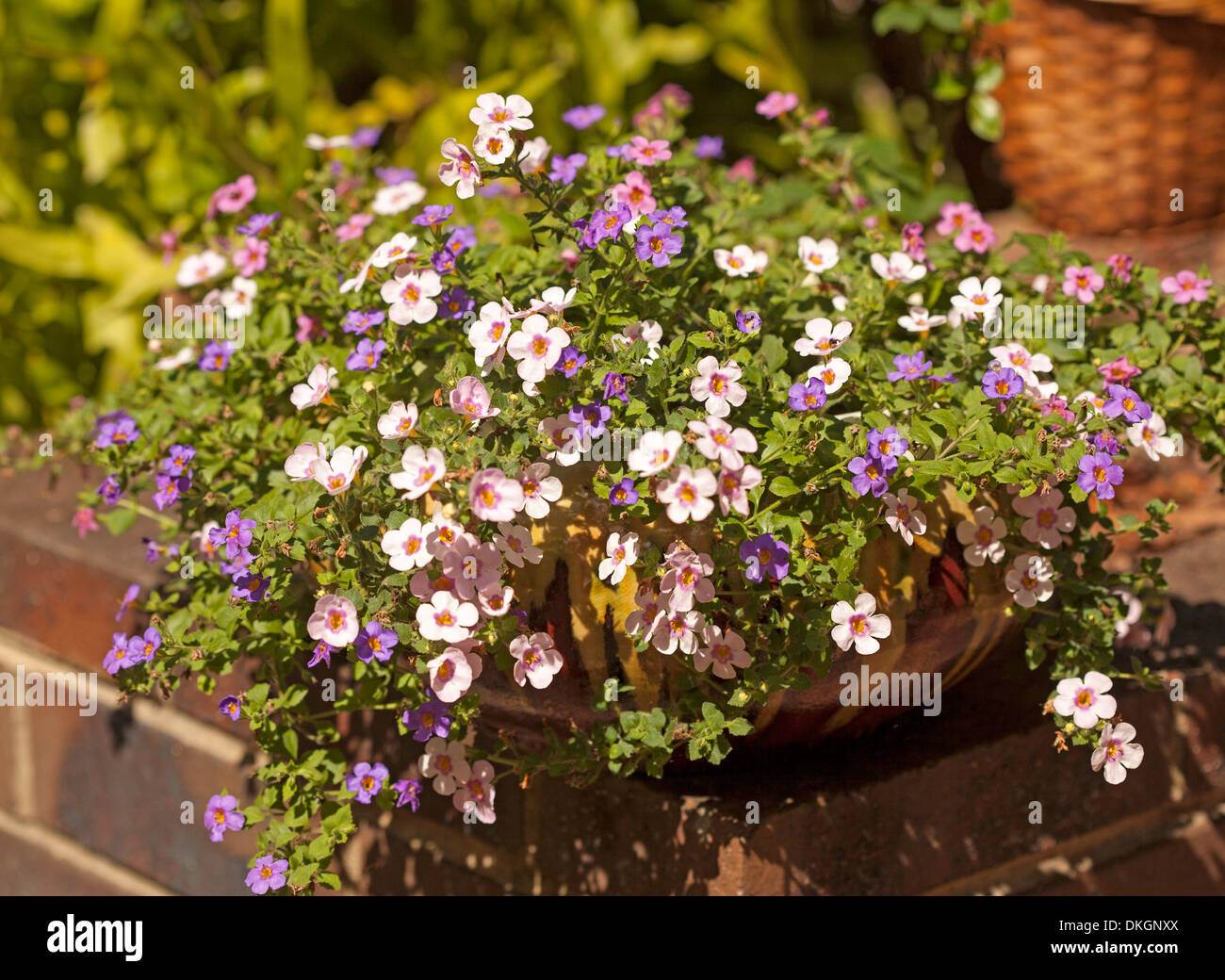 Sutera cordata, flowering perennial with masses of pink, mauve and white flowers growing in large decorative container Stock Photo