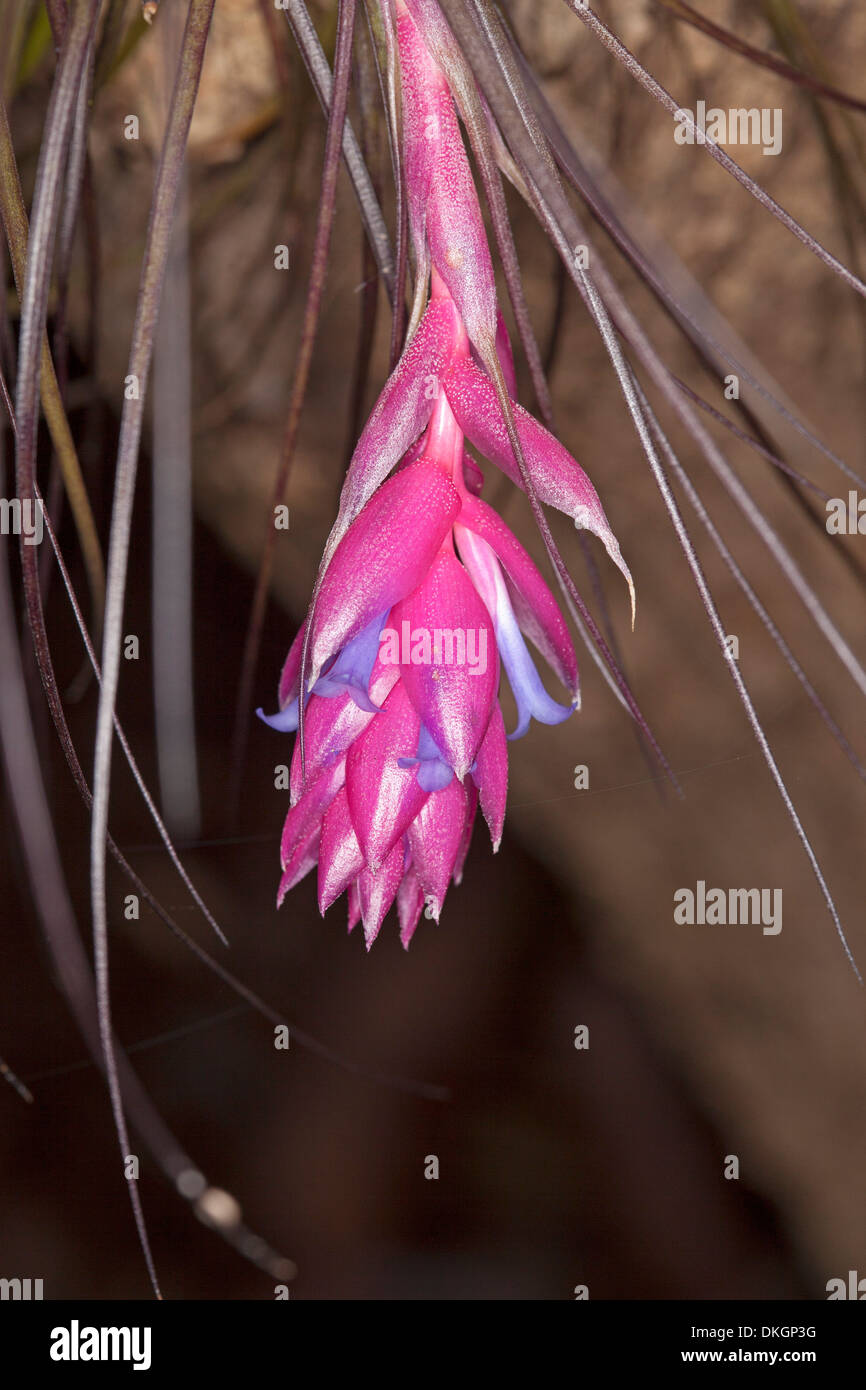 Bright pink bracts and blue flowers of air plant, Tillandsia stricta, growing in fork of tree trunk in tropical garden Australia Stock Photo
