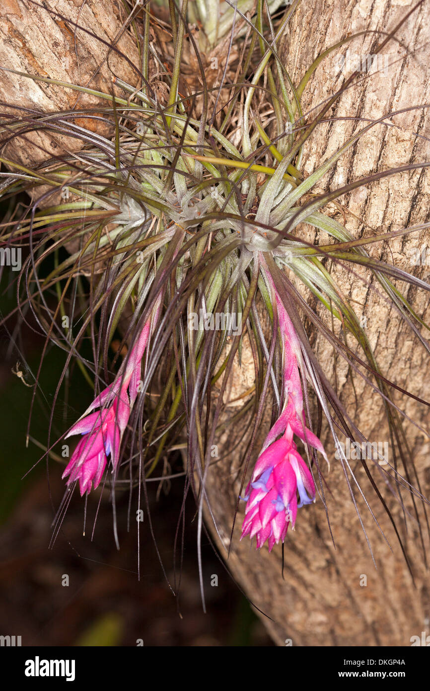 Bright pink bracts and blue flowers of air plant, Tillandsia stricta, growing in fork of tree trunk in tropical garden Australia Stock Photo