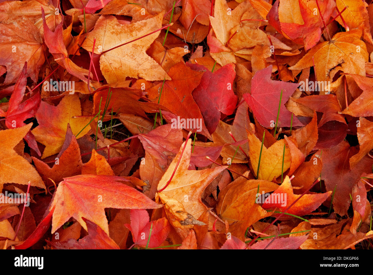 Gold coloured leaves autumn hi-res stock photography and images - Alamy