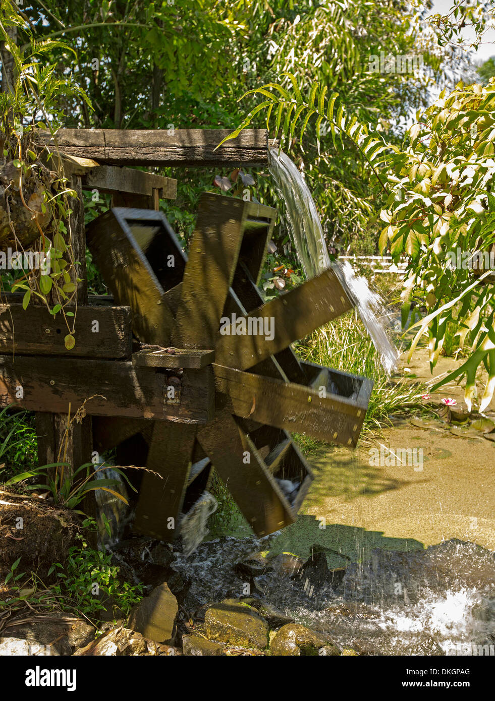 Unique water feature - water pouring over large rotating wooden waterwheel in garden pond surrounded by dense vegetation Stock Photo