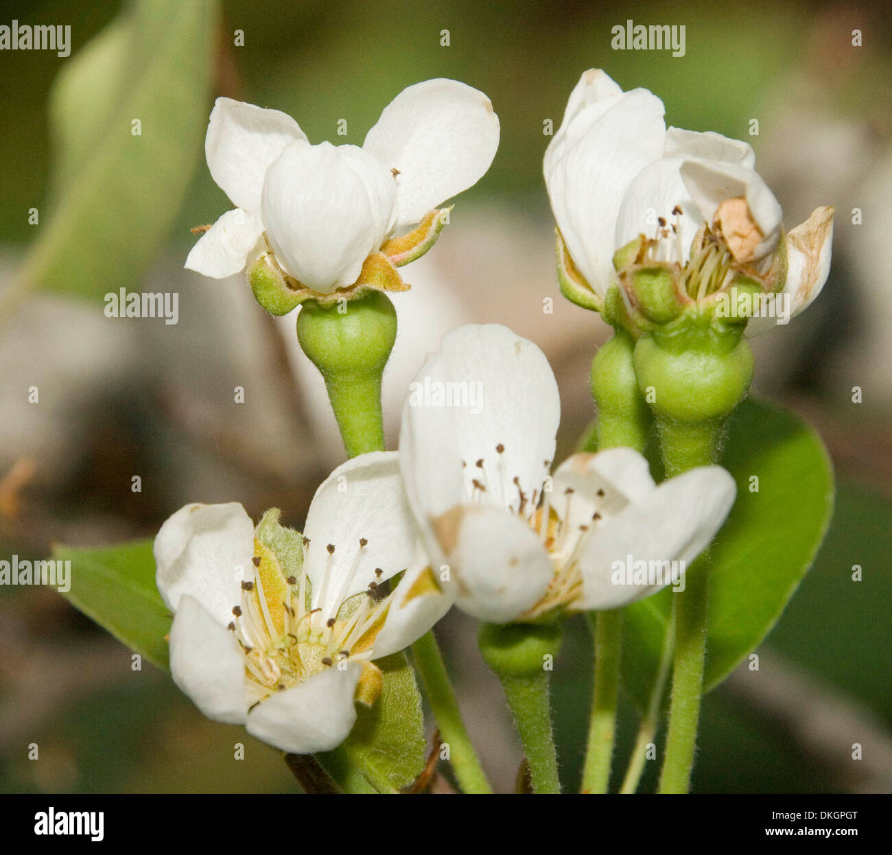 White apple blossom / prunus flowers with small fruit forming at base of petals in orchard or home garden Stock Photo
