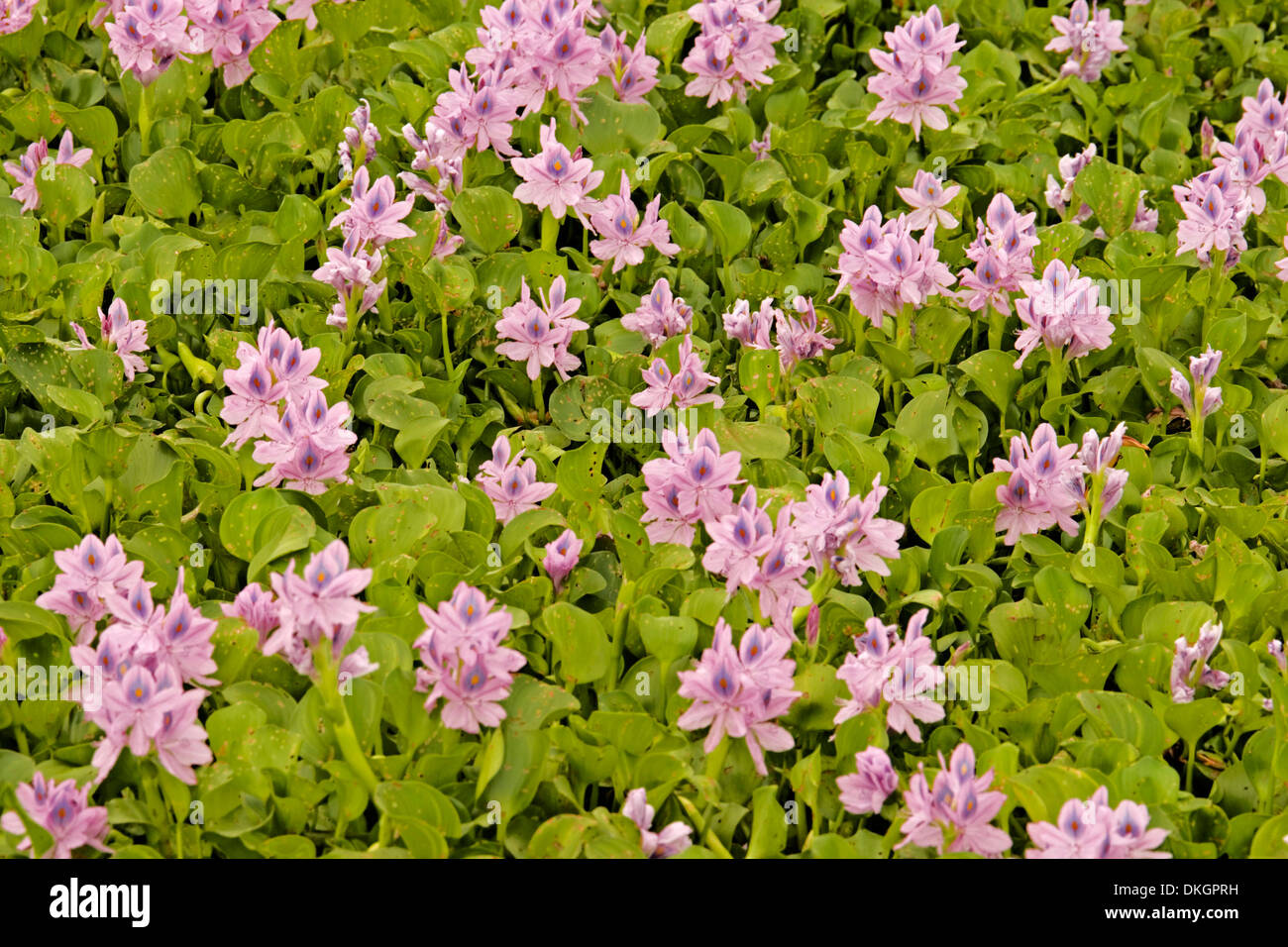 Mass of attractive pink / mauve flowers and dense foliage of water hyacinth Eichhornia crassipes completely covering surface of water of river in Aust Stock Photo