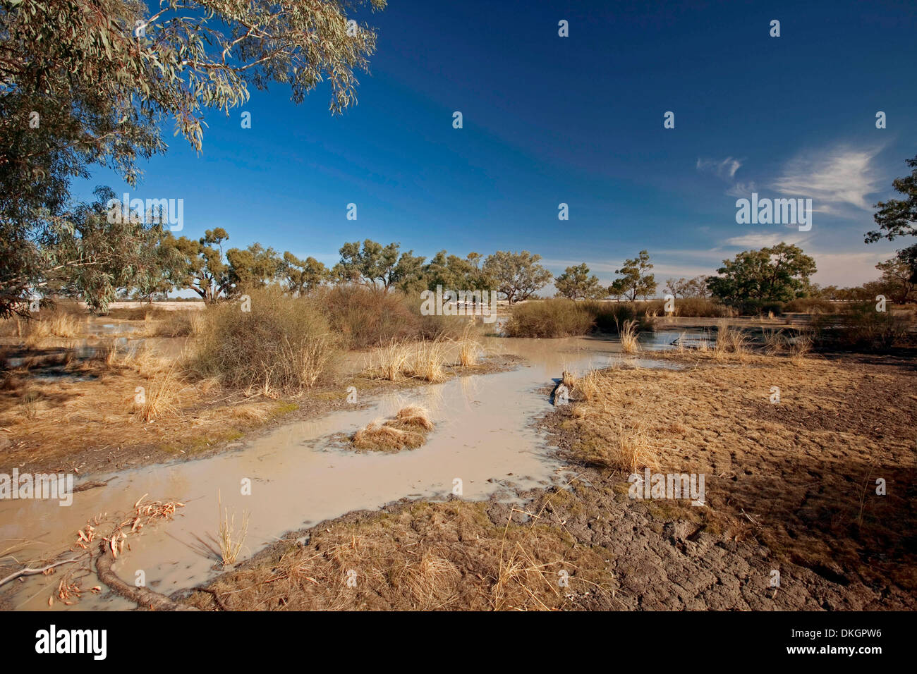 Landscape with blue sky and muddy pools of water on cracked red soil of outback Australia after drought breaking rains in NSW Stock Photo