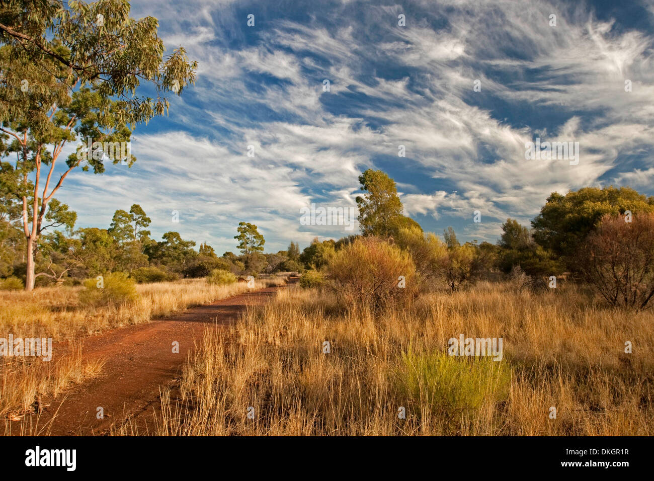 Bush track through grasslands of outback Australia with golden grasses, tall trees and blue sky near Glenmorgan in Queensland Stock Photo