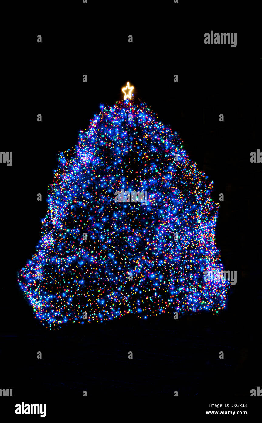 Idaho State Christmas Tree - 2013 Stock Photo