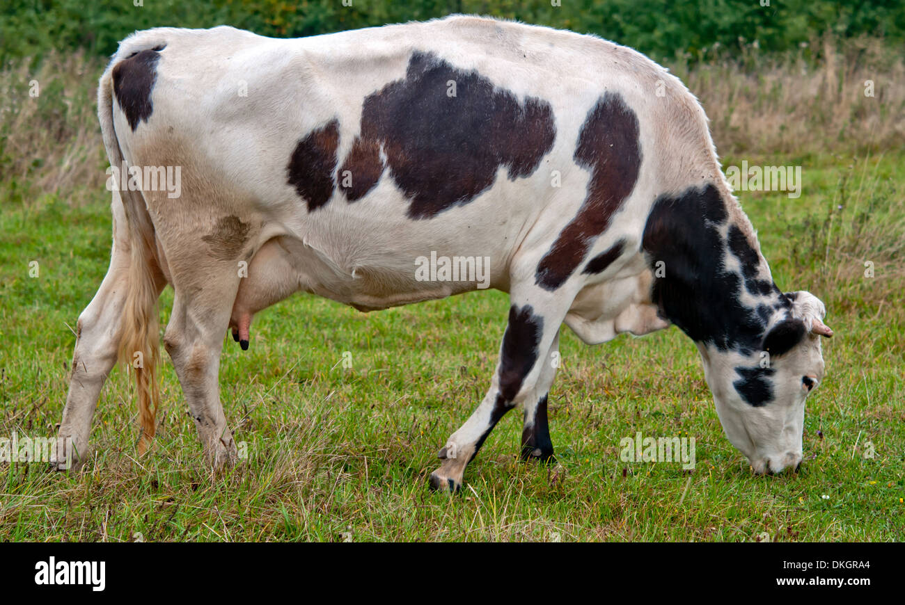 cow grazing at pasture in Ukraine Stock Photo