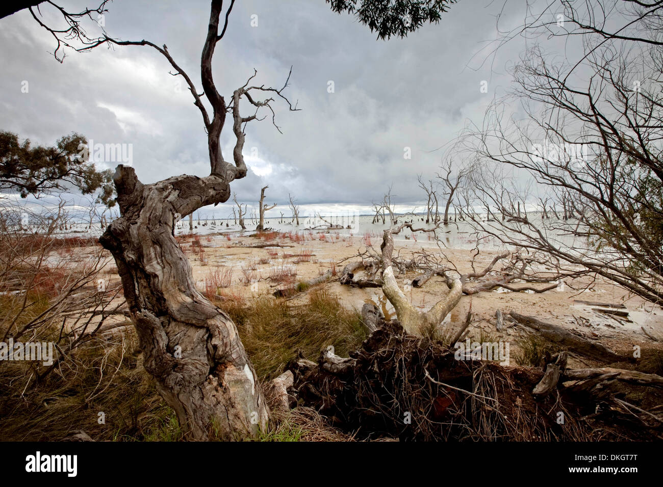 Wetlands of Kow Swamp, suffering from the affects of drought and under grey stormy sky near Kerang in Victoria, Australia Stock Photo