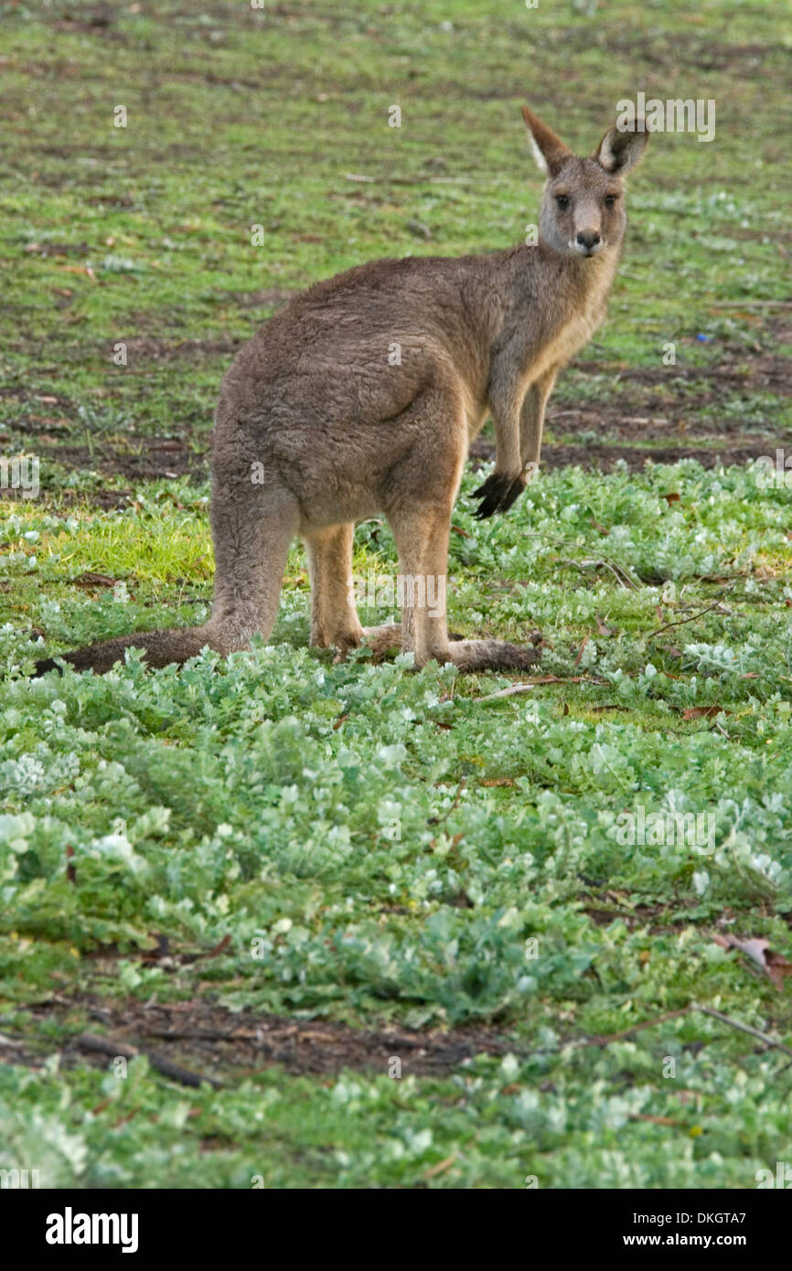 Eastern grey kangaroo Macropus giganteus in the wild at forest recreation area in NSW Australia Stock Photo