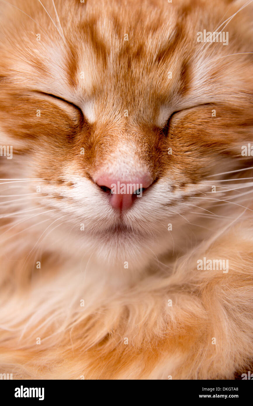 head of gingerstripped siberian cat with eyes closed - closeup shot Stock Photo