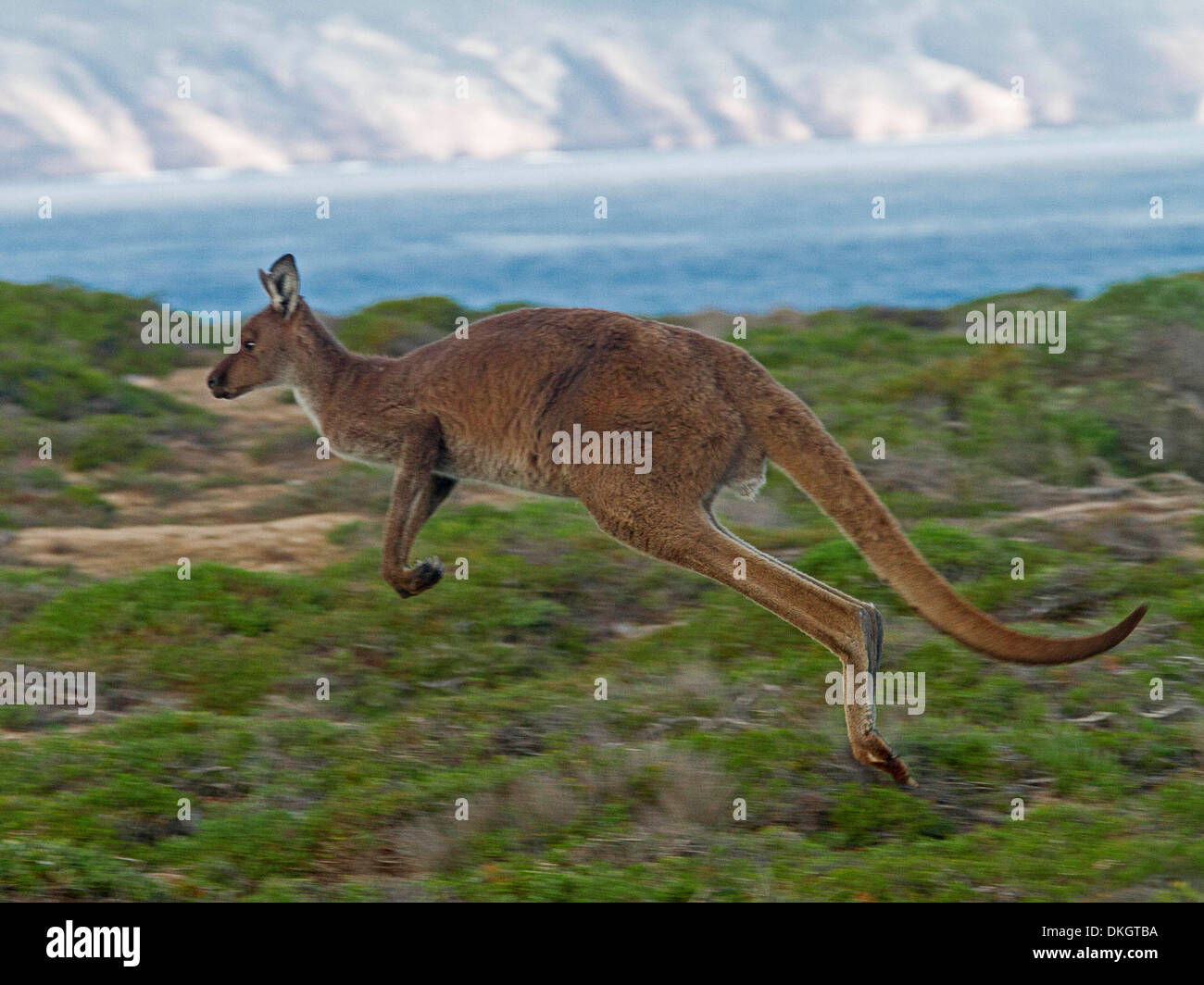 Large male western grey kangaroo Macropus fuliginosus leaping across landscape and airborne beside ocean in Lincoln National Park, Eyre Peninsula SA Stock Photo