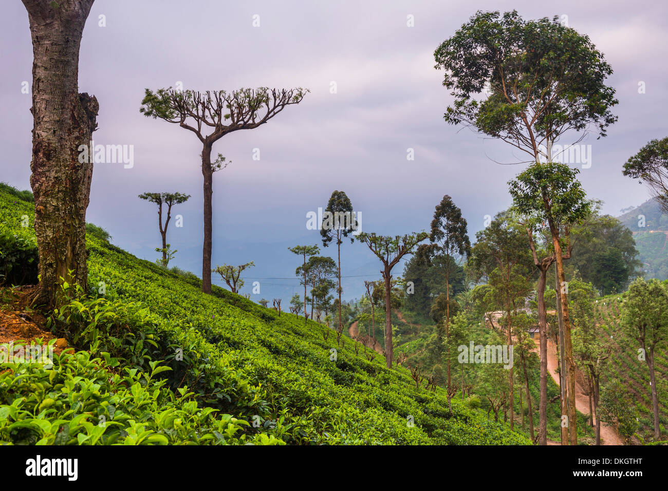 Tea plantation on a tea estate in Haputale, Nuwara Eliya District, Sri Lanka Hill Country, Sri Lanka, Asia Stock Photo