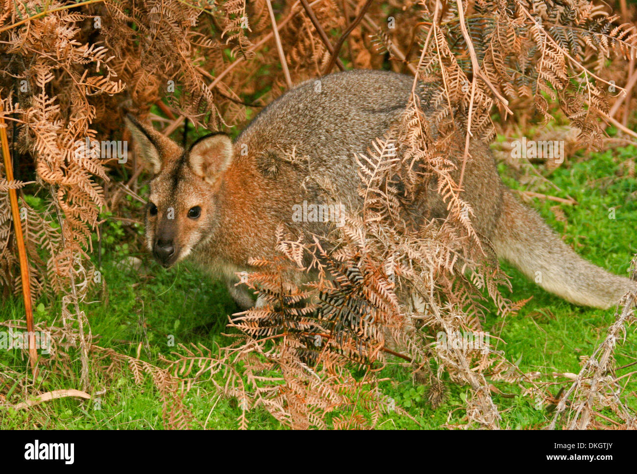 Red necked / Bennett's  wallaby Macropus rufogriseus among bracken and emerald grass in forest of Grampians National Park Victoria Australia Stock Photo