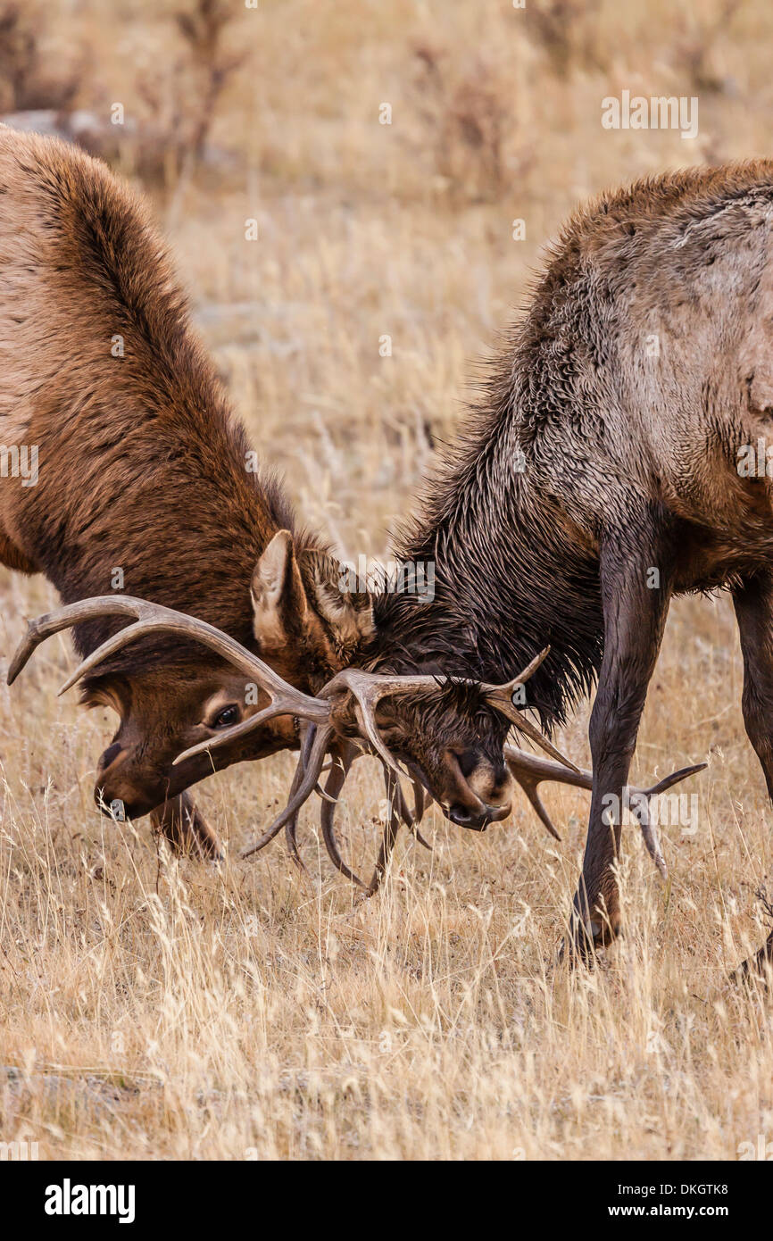 Bull elk (Cervus canadensis) fighting in rut in Rocky Mountain National Park, Colorado, United States of America, North America Stock Photo