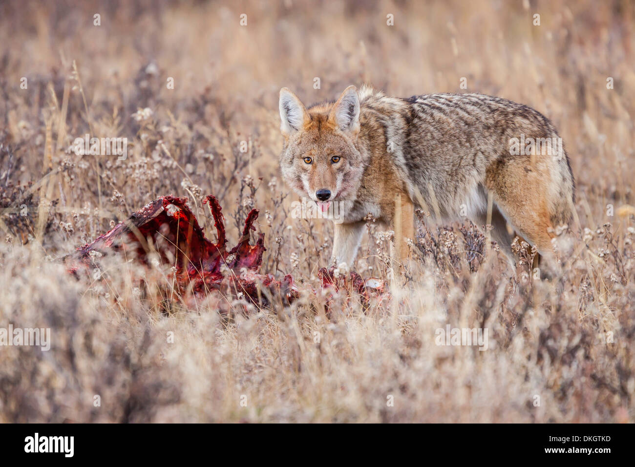Coyote (Canis latrans) feeding on an elk carcass in Rocky Mountain National Park, Colorado, USA Stock Photo