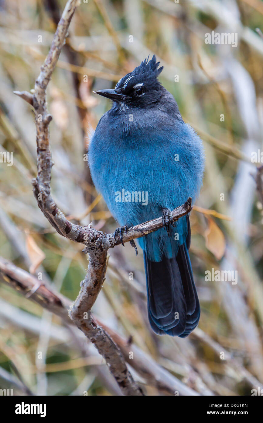 An adult Steller's jay (Cyanocitta stelleri) in Rocky Mountain National Park, Colorado, United States of America, North America Stock Photo