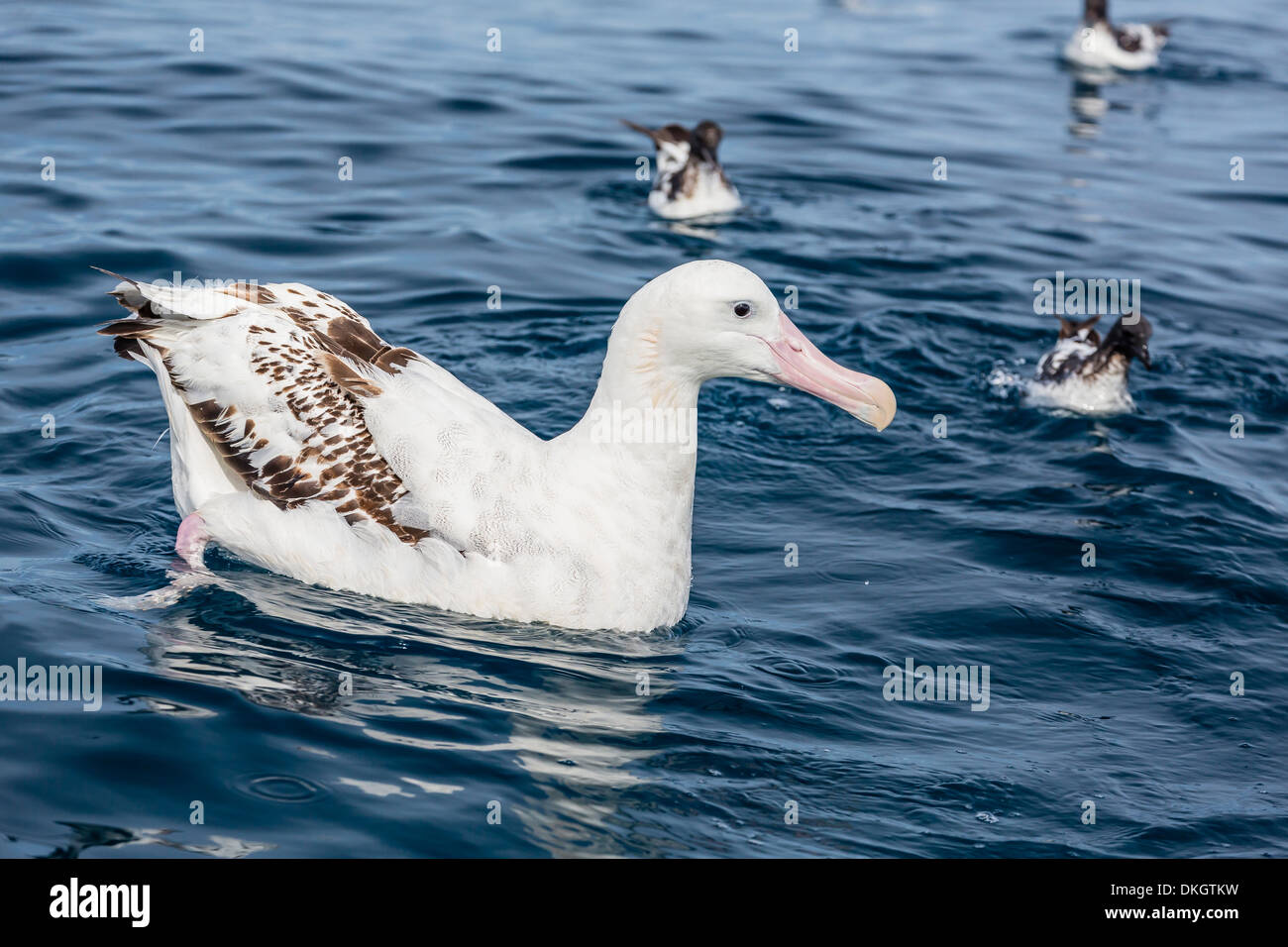 Wandering albatross (Diomedea exulans) in calm seas off Kaikoura, South Island, New Zealand, Pacific Stock Photo