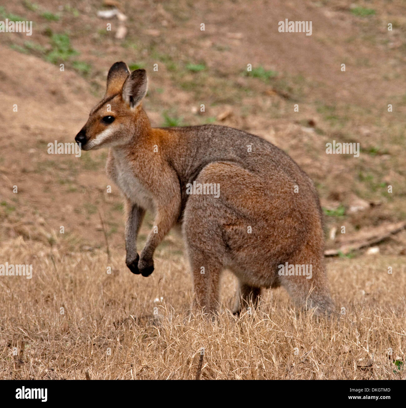 Red necked / Bennett's wallaby, Macropus rufogriseus in the wild in an Australian national park Stock Photo