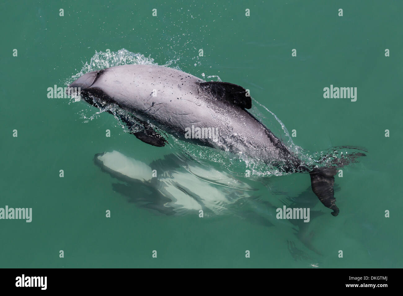 Adult Hector's dolphin (Cephalorhynchus hectori) mating near Akaroa