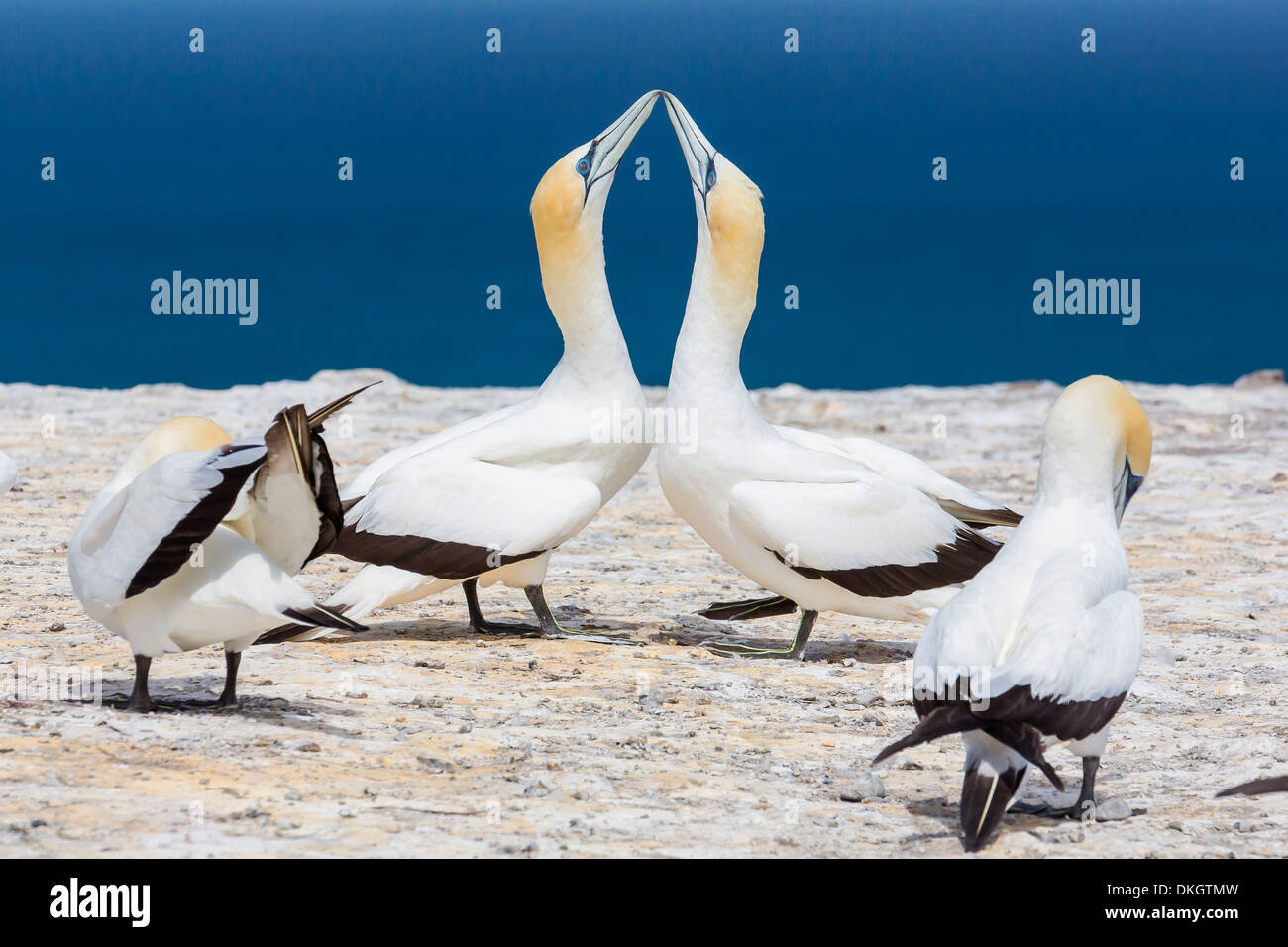 Australasian gannet (Morus serrator) courtship display at Cape Kidnappers, North Island, New Zealand, Pacific Stock Photo