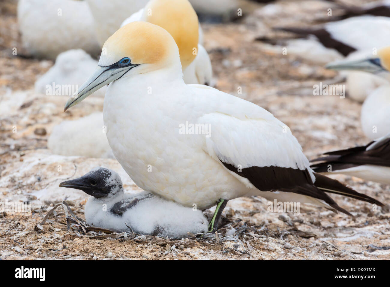 Australasian gannet (Morus serrator) with chick at Cape Kidnappers, North Island, New Zealand, Pacific Stock Photo