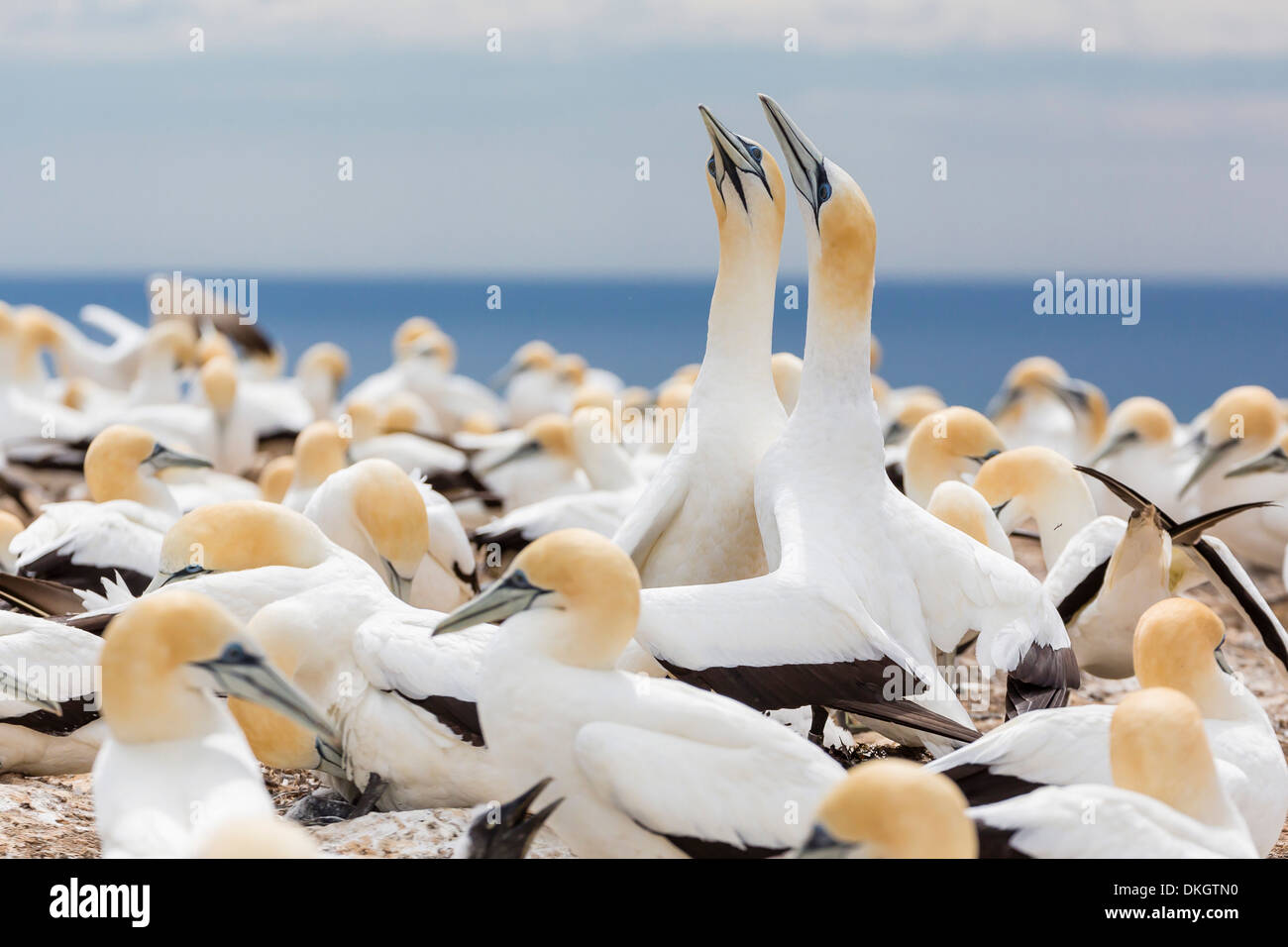 Australasian gannet (Morus serrator) courtship display at Cape Kidnappers, North Island, New Zealand, Pacific Stock Photo