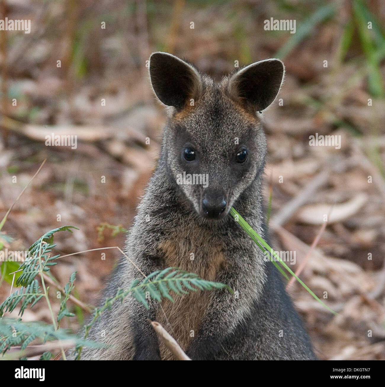 Wallaby close up portrait eating in hires stock photography and images