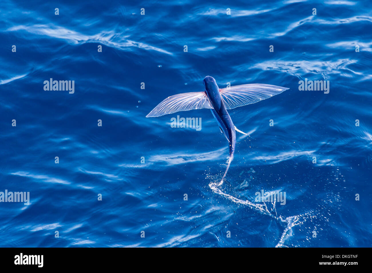 Flying fish from the family Exocoetidae taking flight near White Island