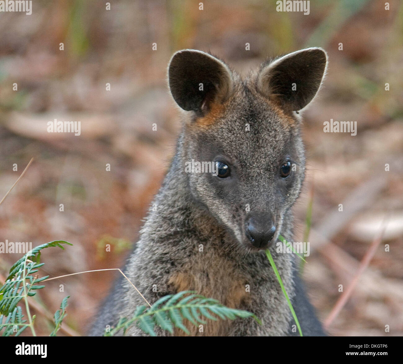 Close up of face of swamp wallaby Wallabia bicolour eating grass at