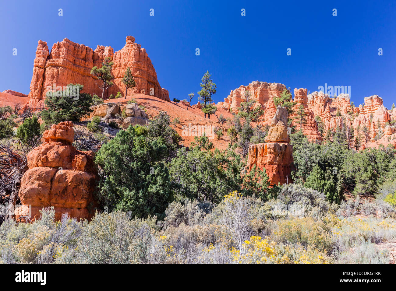 Red sandstone formations in Red Canyon, Dixie National Forest, Utah, United States of America, North America Stock Photo