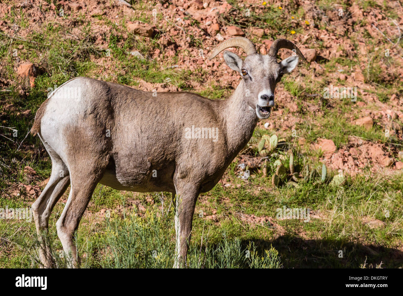 Adult desert bighorn sheep (Ovis canadensis), Zion National Park, Utah, United States of America, North America Stock Photo