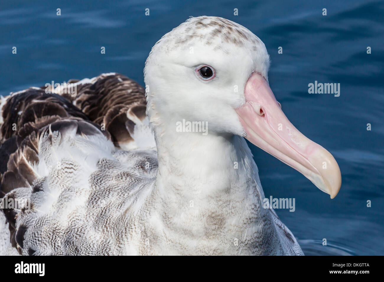 Wandering albatross new zealand hi-res stock photography and images - Alamy