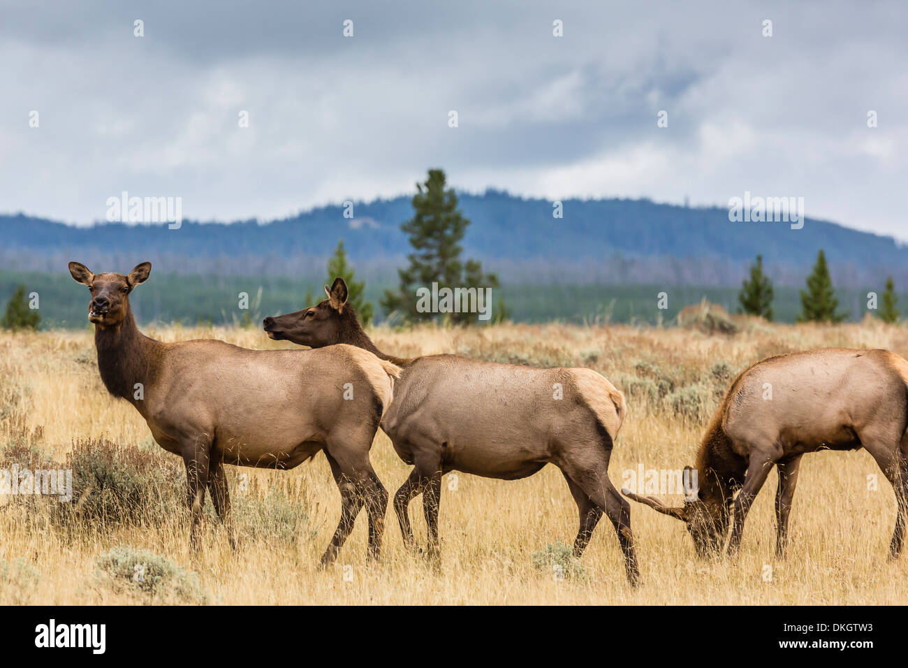 Elk herd (Cervus canadensis) grazing in Yellowstone National Park, UNESCO World Heritage Site, Wyoming, USA Stock Photo