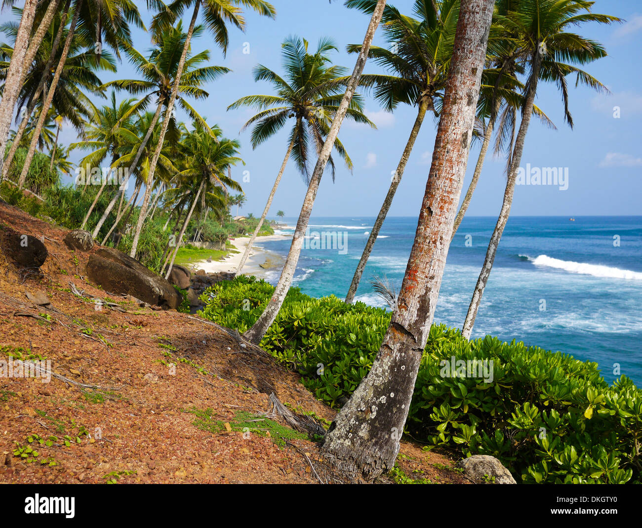 Palm trees close to Mirissa beach, Sri Lanka Stock Photo