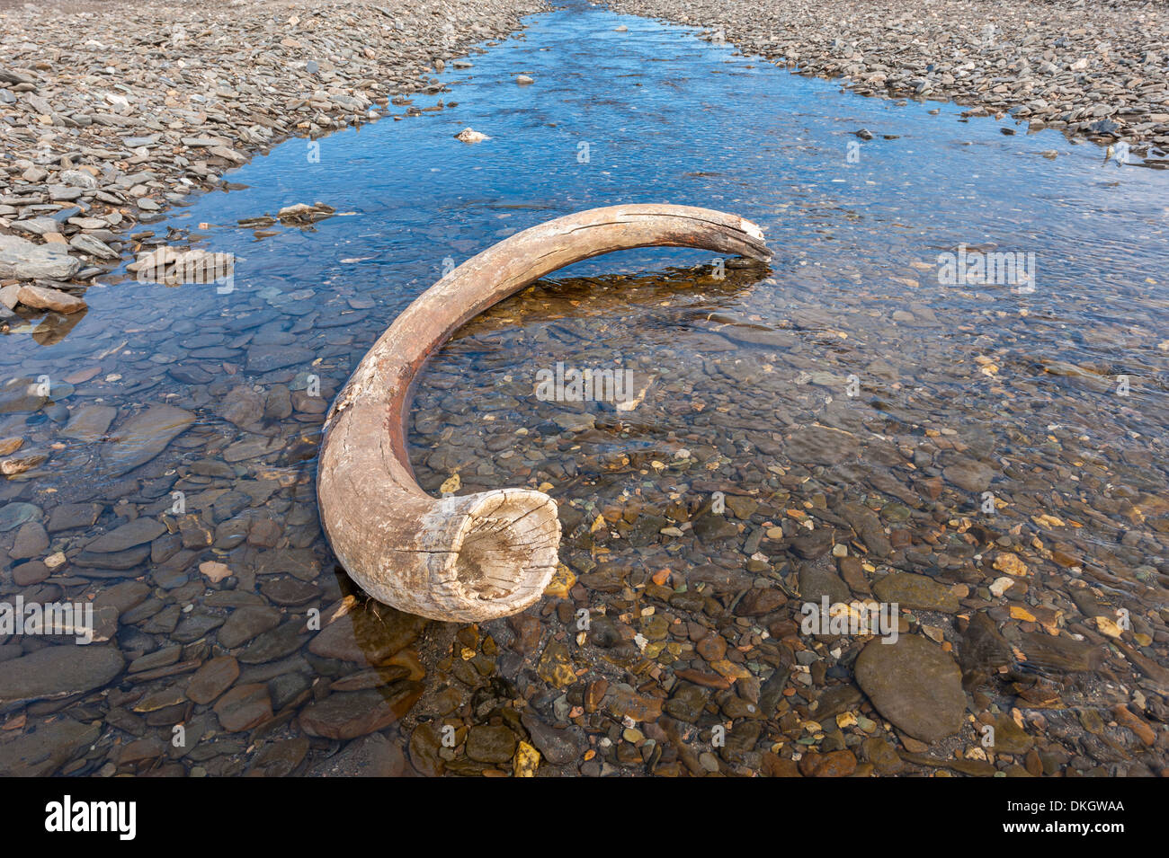 Mammoth tusk in a riverbed near Doubtful village, Wrangel Island, UNESCO World Heritage Site, Chuckchi Sea,  Chukotka, Russia Stock Photo