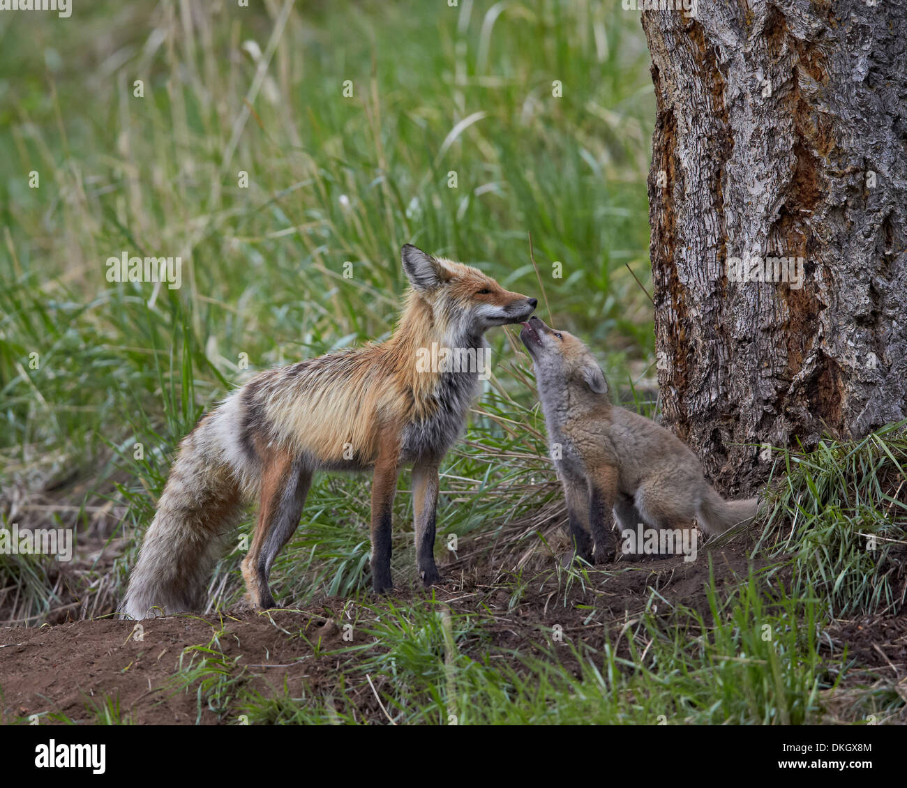 Red fox (Vulpes vulpes) (Vulpes fulva) kit licking its father's mouth, Yellowstone National Park, Wyoming, USA Stock Photo