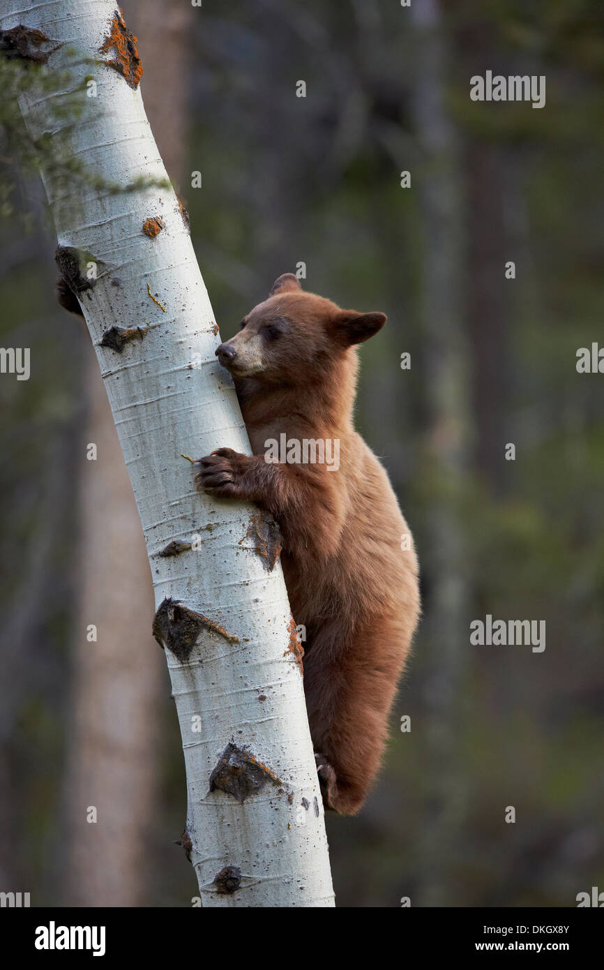 Cinnamon black bear (Ursus americanus) yearling cub climbing a tree, Yellowstone National Park, Wyoming, USA Stock Photo
