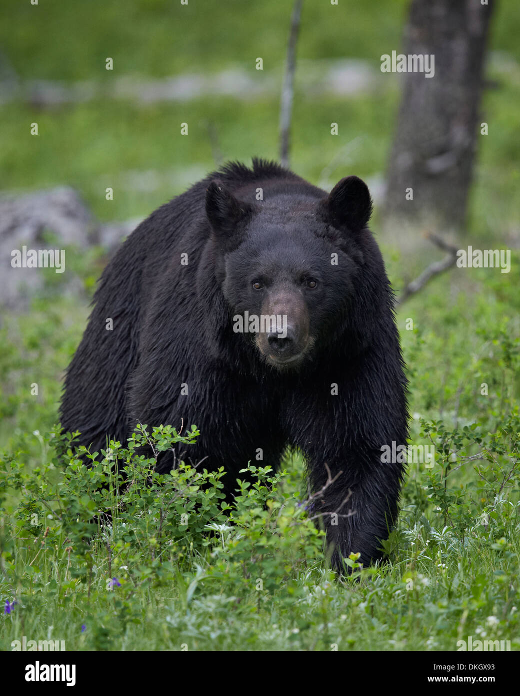 Black bear (Ursus americanus), Yellowstone National Park, Wyoming, United States of America, North America Stock Photo
