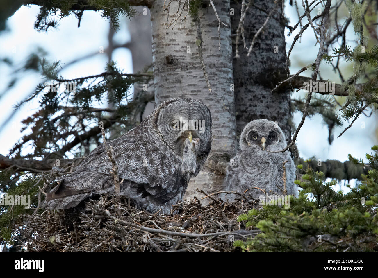 Great grey owl (Strix nebulosa) female with prey and a 24-day-old chick, Yellowstone National Park, Wyoming, USA Stock Photo