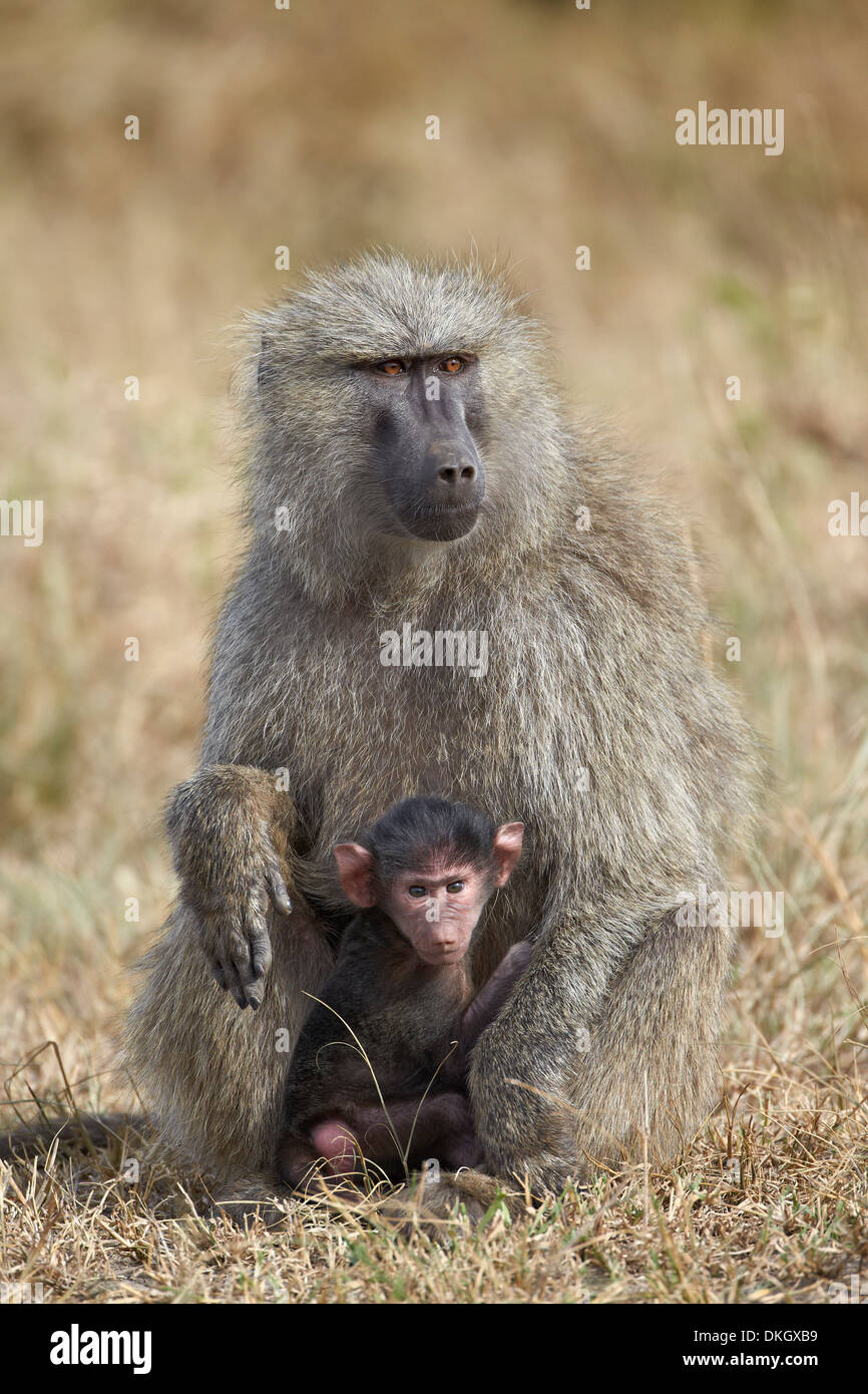 Olive baboon (Papio cynocephalus anubis) infant and mother, Serengeti National Park, Tanzania, East Africa, Africa Stock Photo