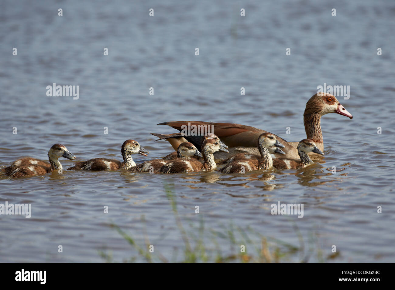 Egyptian goose (Alopochen aegyptiacus) adult and goslings, Serengeti National Park, Tanzania, East Africa, Africa Stock Photo