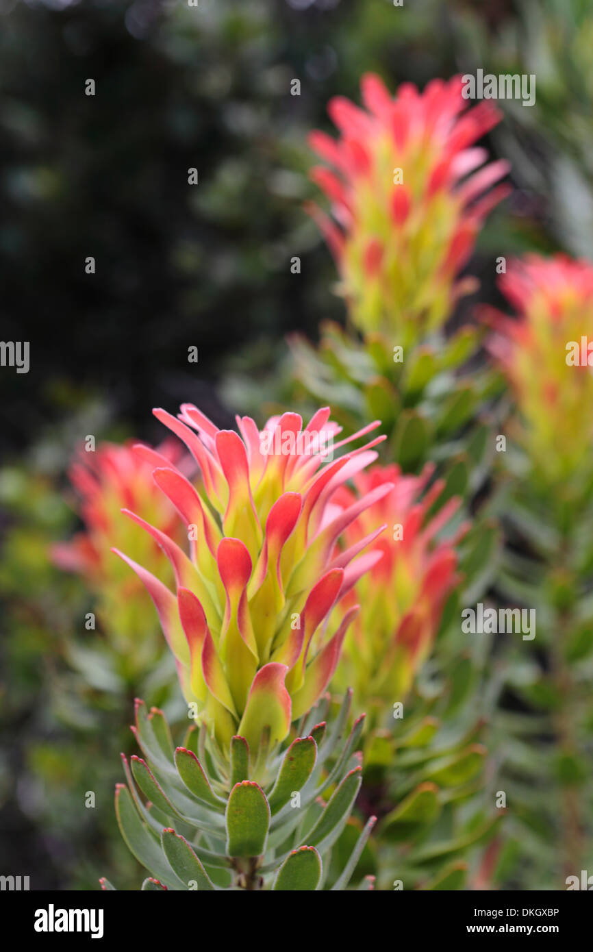 Mimetes species in flower Stock Photo