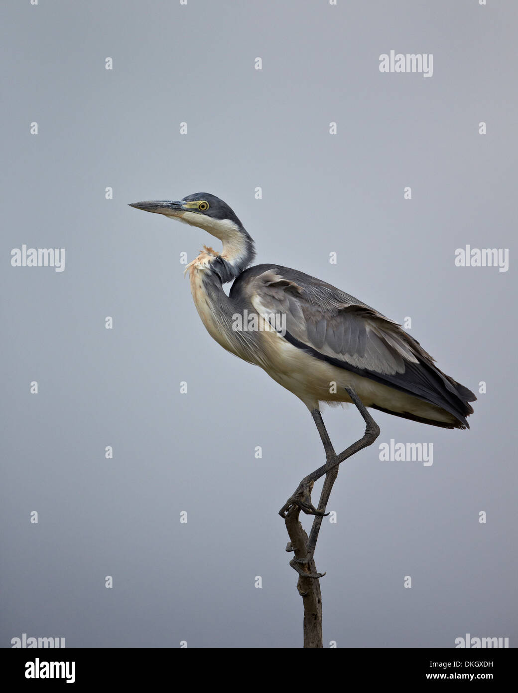 Gray heron (grey heron) (Ardea cinerea), Serengeti National Park, Tanzania, East Africa, Africa Stock Photo