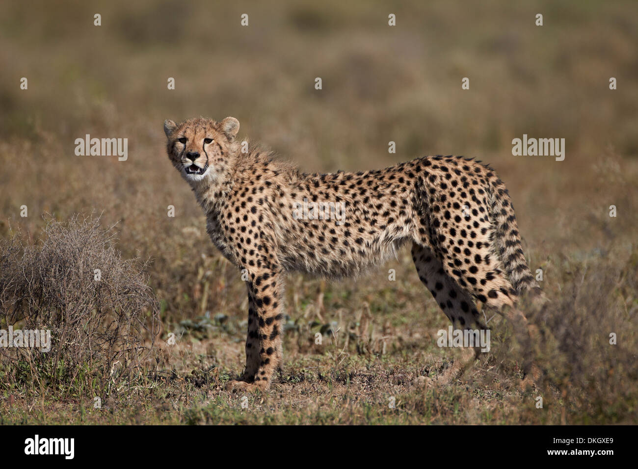 Cheetah (Acinonyx jubatus), Serengeti National Park, Tanzania, East Africa, Africa Stock Photo