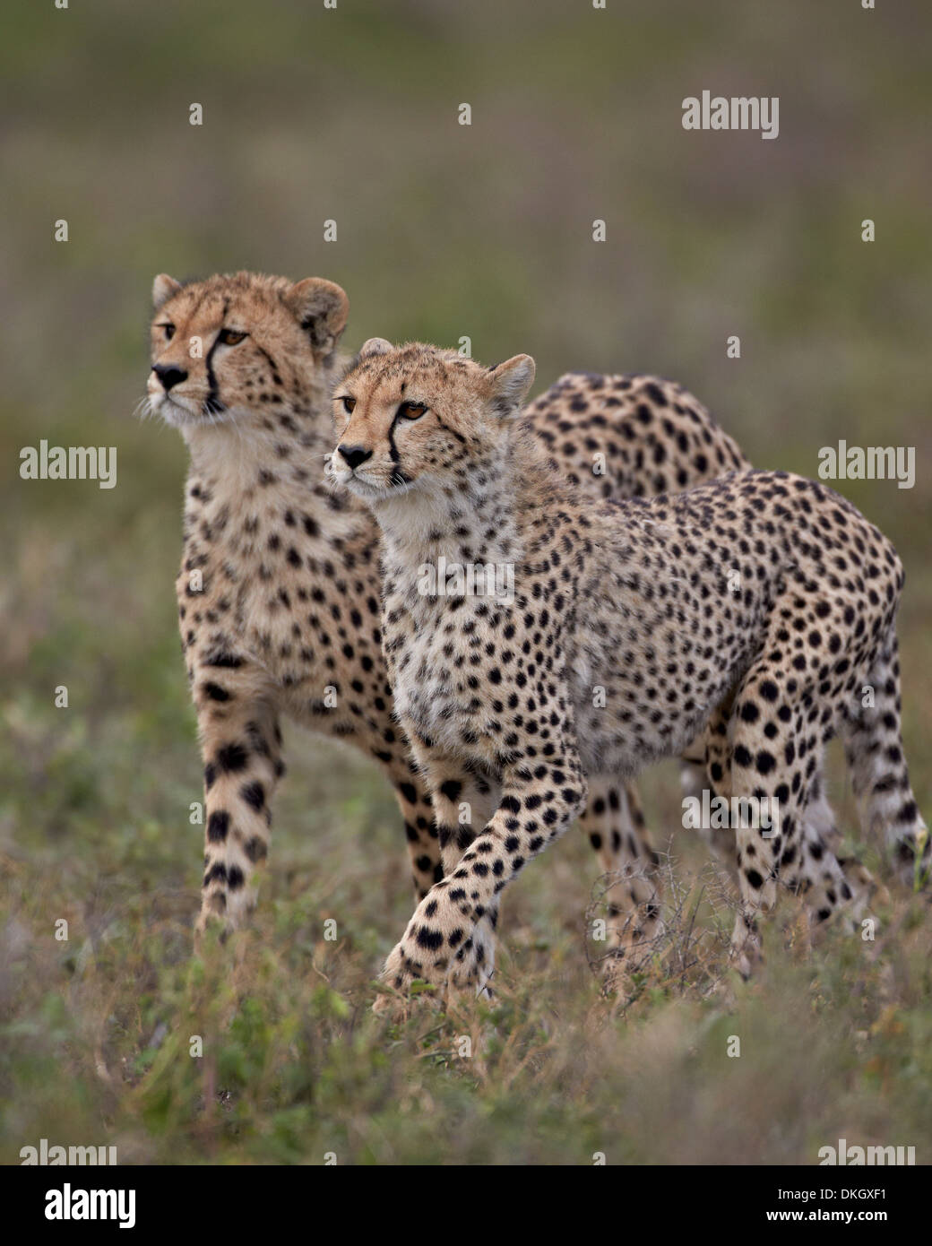 Cheetah (Acinonyx jubatus) cubs, Serengeti National Park, Tanzania, East Africa, Africa Stock Photo