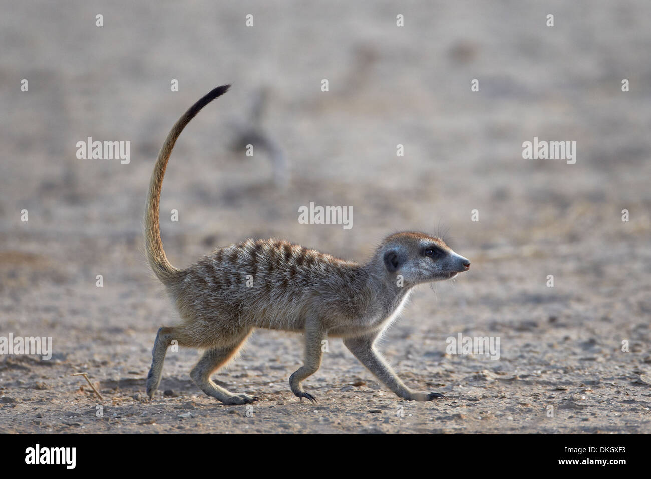 Meerkat (Suricata suricatta), Kgalagadi Transfrontier Park, (the former Kalahari Gemsbok National Park), South Africa, Africa Stock Photo